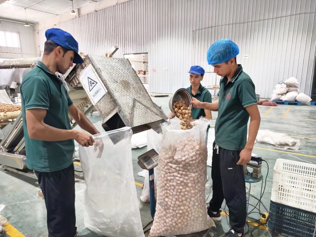 阿克蘇核桃 &ldquo;鏈起&rdquo;大&ldquo;錢(qián)&rdquo;景