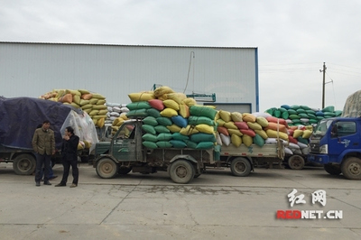 湖南中晚稻托市收購有序進行 未出現&ldquo;賣糧難&rdquo;_其它_網